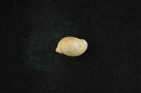 藏品(小椎實螺)的圖片